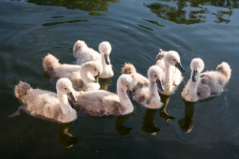 Signets