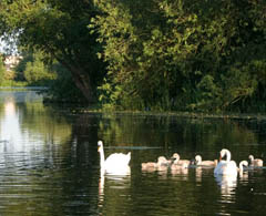 The Great River Ouse