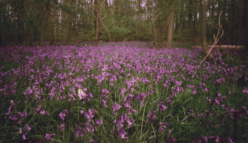 Bluebells in the forest ...thanks for visiting
